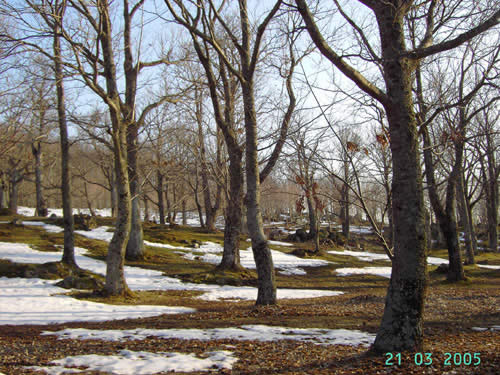 Il Castagneto alla fine dell'inverno a Castel del Piano